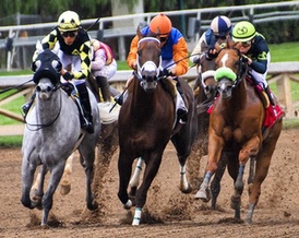 win2day Pferdewetten